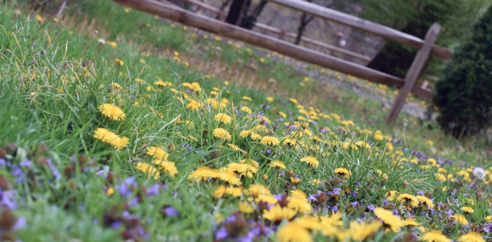 DIY Crafts: How to Make a Dandelion Flower Crown with Real Flowers - Read the article for the Step-by-Step ~ - Spring Crafts - Inner Child Work - Natural Flower Crowns