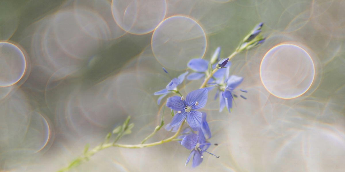 Visual Snow - What It Could Be Spiritually Image Source: Pixabay.com Purple Flowers in bokeh lighting