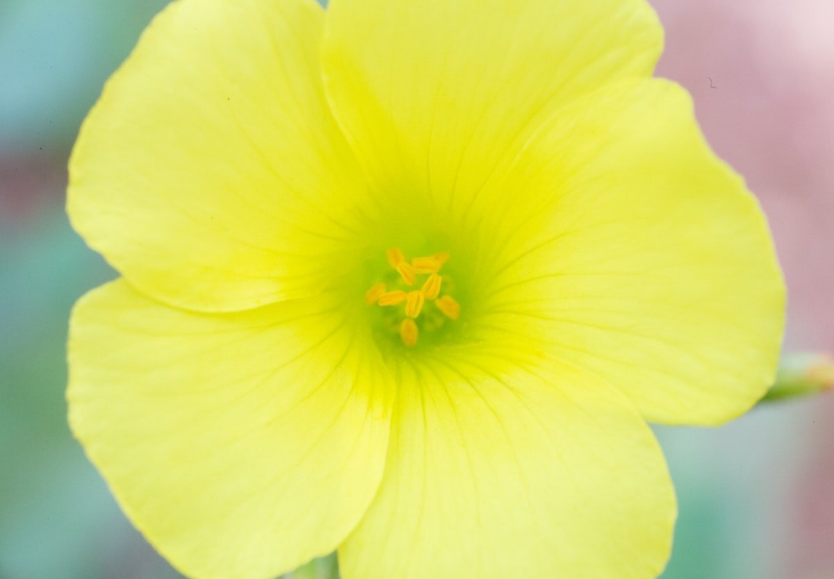 Photo of yellow flower up close in frame by Karim MANJRA on Unsplash