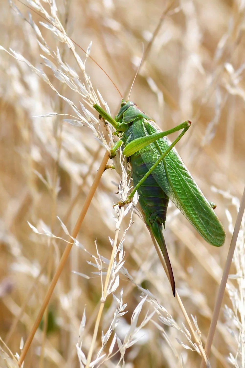 Green grasshopper on dry grasses by Christel SAGNIEZ from Pixabay