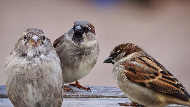 sparrows-2763083_640.jpg