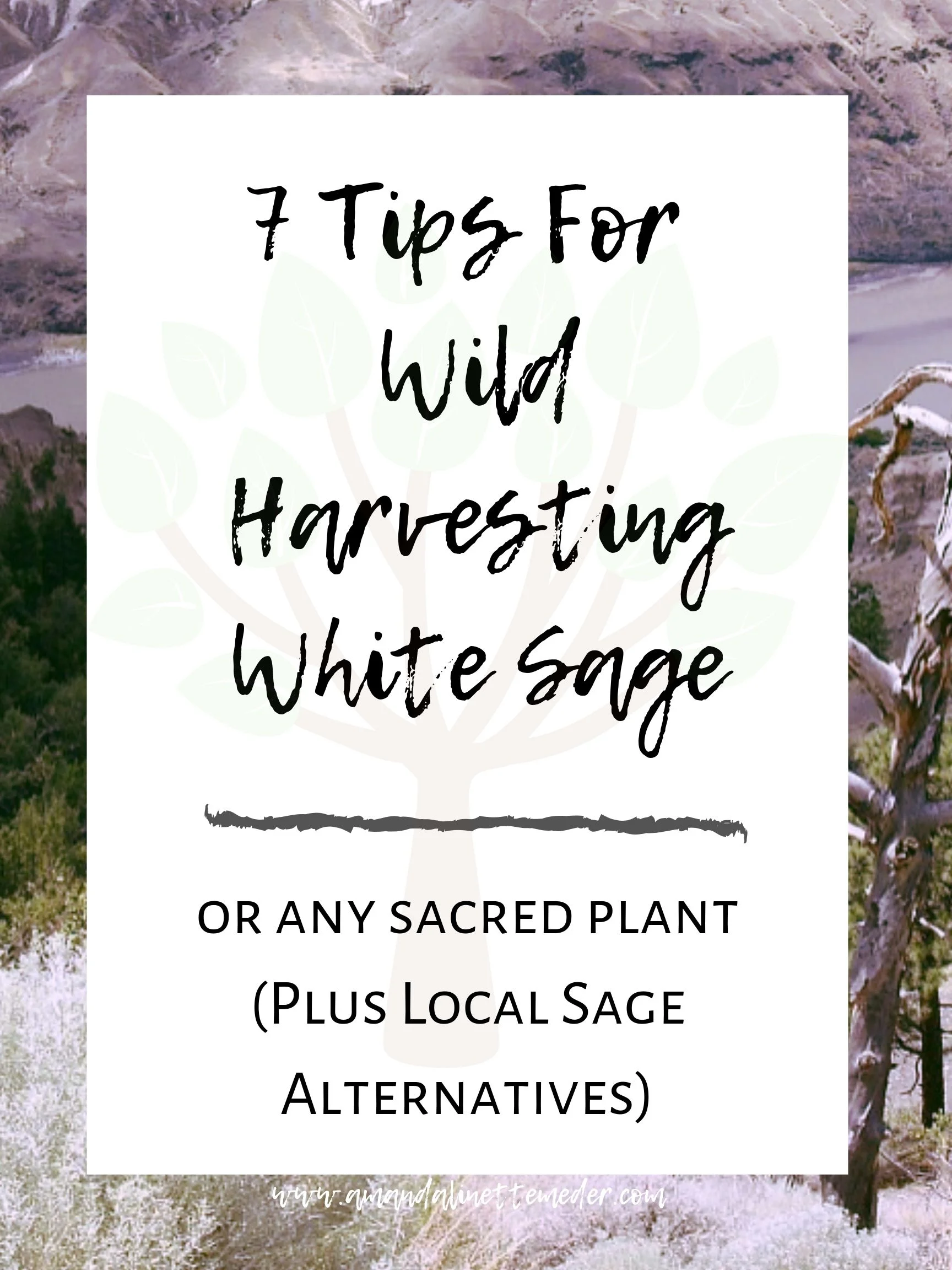 How To Harvest Sage Plus Sage Alternatives Near You — Amanda Meder