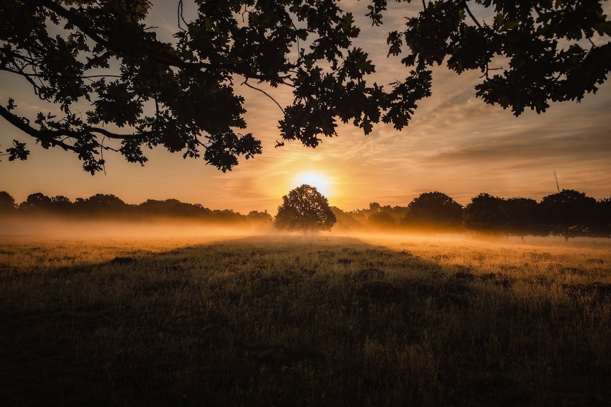 Photo of tree in sunset mist by Simon Wilkes on Unsplash