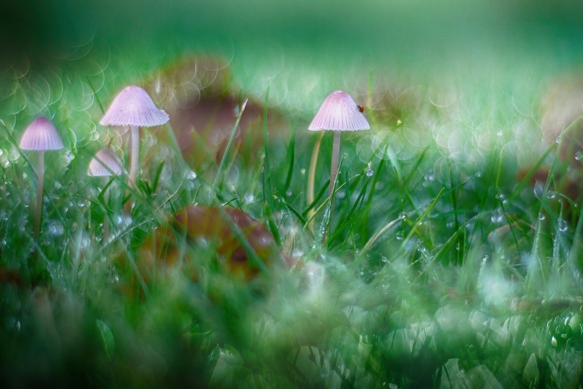 Photo of button mushrooms in grass in bokeh light by Viktor Forgacs on Unsplash
