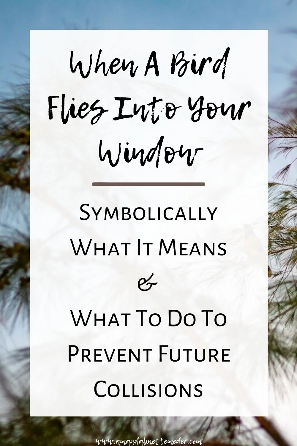 When A Bird Flies Into Your Window Symbolically What It Means And What