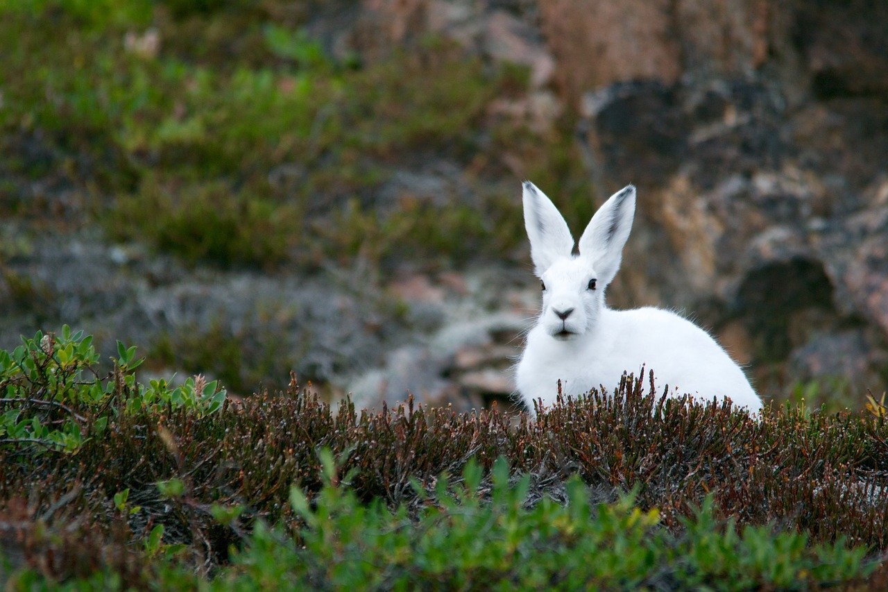 White Rabbit Symbolism — Amanda Linette Meder