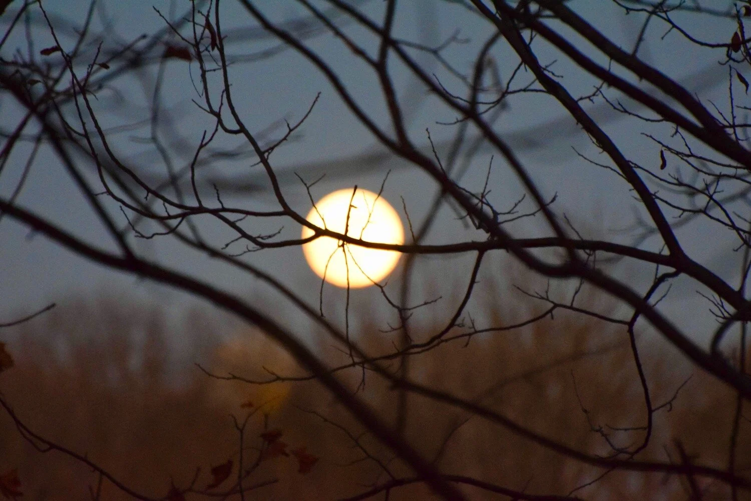 Photo of full moon on horizon line behind branches by&nbsp;@naturearchaeologist