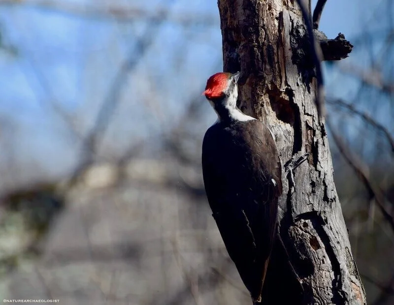 Female Pileated Woodpecker eating in tree