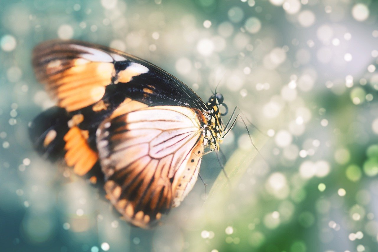 Photo of butterfly in bokeh light by&nbsp;Layers&nbsp;from&nbsp;Pixabay&nbsp;