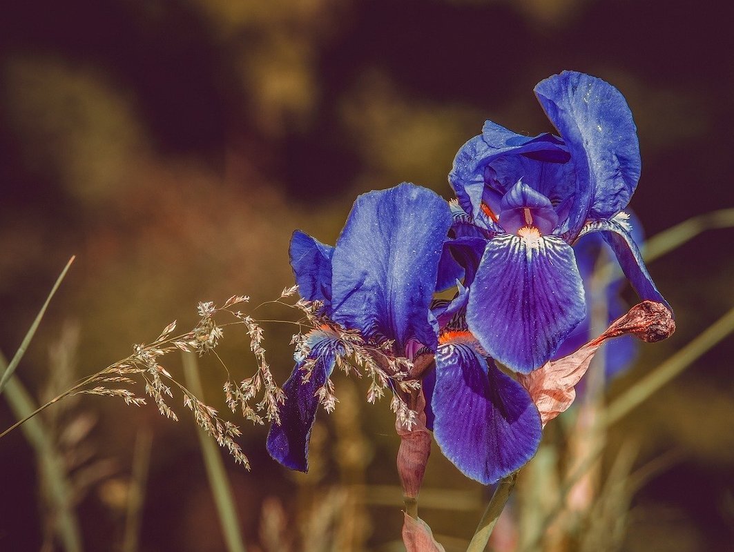 Iris Meaning, Symbolism of Iris Flowers