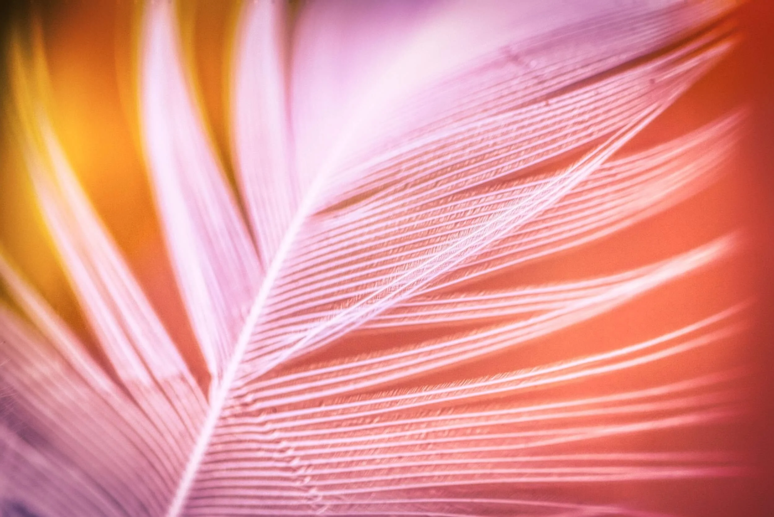 White Feather with orange and red background by Albrecht Fietz from Pixabay