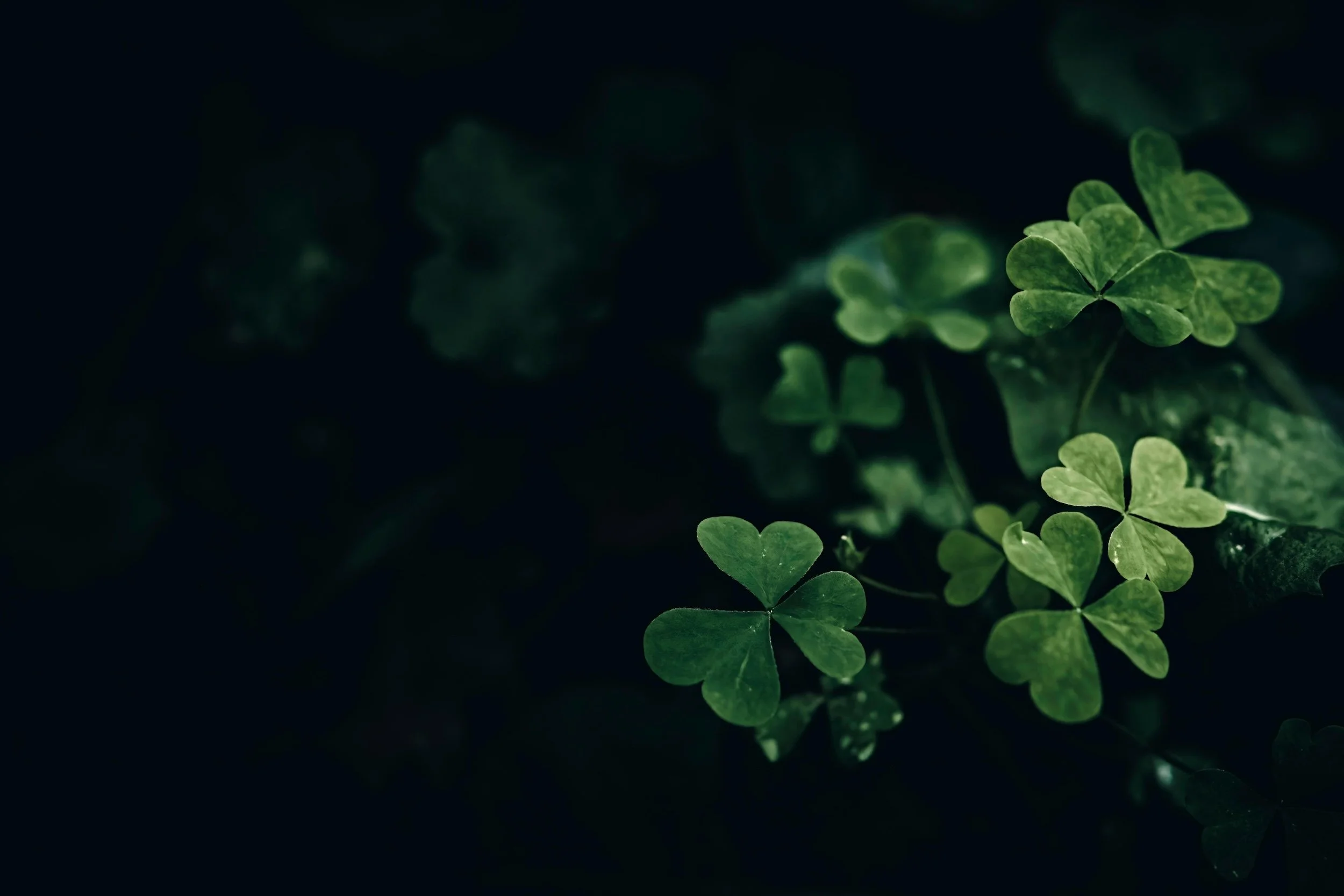 shamrocks by Wyxina Tresse on Pexels