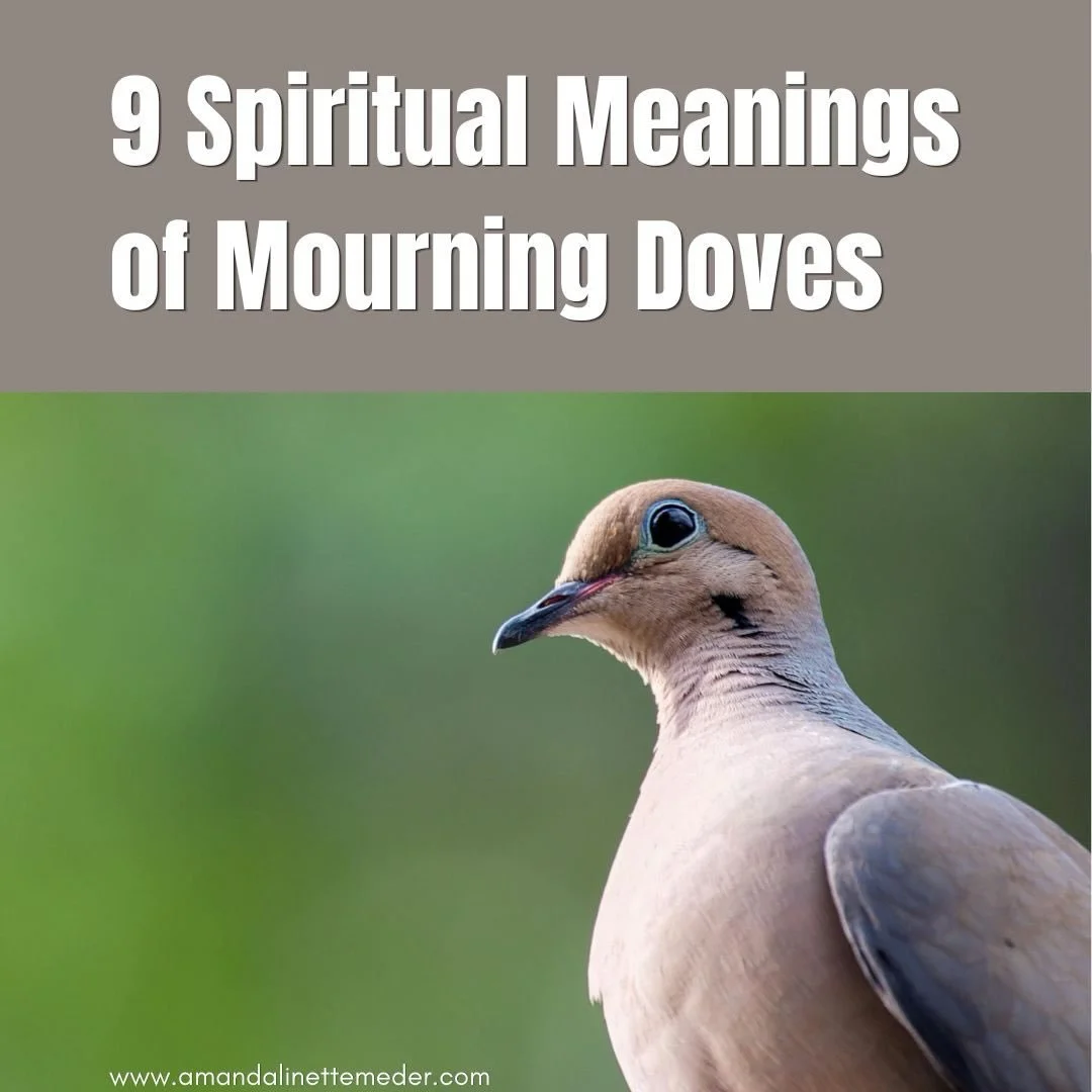 🕊️ Hearing a soft coo sound in the mornings? 

That&rsquo;s the Mourning Dove and they are migratory in colder climates so depending on where you live, you may not hear them all year. These birds are also very well known for offering spiritual messa