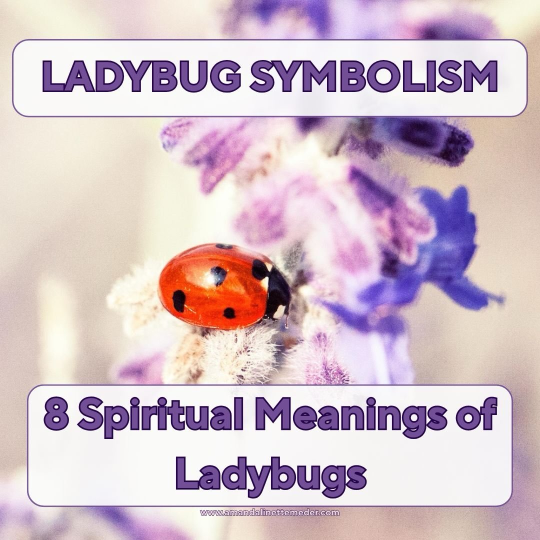 🐞Seeing ladybugs around? ✨ As helpful as they can be in the garden, they also have spiritual messages to share! In the new post, I discuss how the ladybugs can offer symbolic insight. Do you associate ladybugs with any Divine Presence? 

Link 🔗 in 