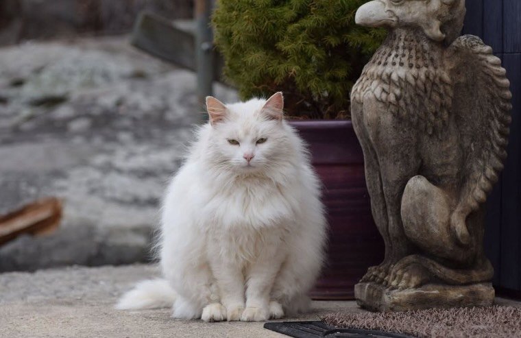 🤍🐱 In Loving Memory of Snowball 🐱🤍

🌈 Our sweet Snowball has crossed the rainbow bridge. Eleven beautiful years with her will never feel like enough, but we&rsquo;re endlessly grateful for every moment we were lucky enough to share.

🌳 She chos