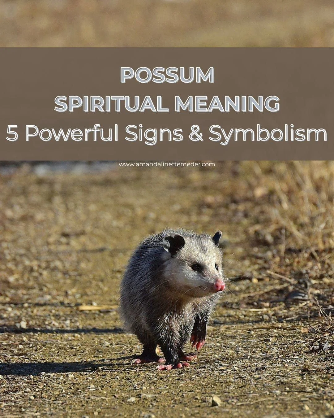 🐾✨ Have possums been showing up in your life lately?It might be more than coincidence 👀

Possums are powerful spiritual symbols connected to intuition, adaptability, protection, and knowing when to step back instead of pushing forward. Their energy