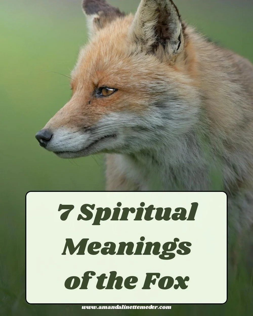 ✨🦊 Fox Symbolism 🦊✨ New on the blog... Because they are around in my area so frequently, and they are well known as being a Animal Spirit Guide for many people, I thought now would be a good time to talk about what it means, spiritually and symboli