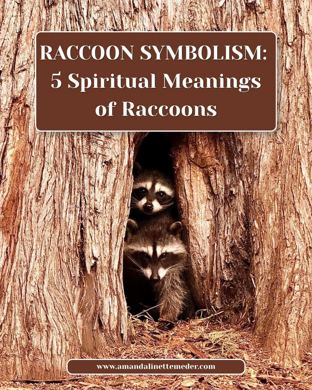 🦝 Have raccoons been showing up in your life lately? Maybe you've spotted one in your backyard... dreamed about one... or just can't seem to get them off your mind.

What if it's more than coincidence? In many spiritual traditions, animals can carry