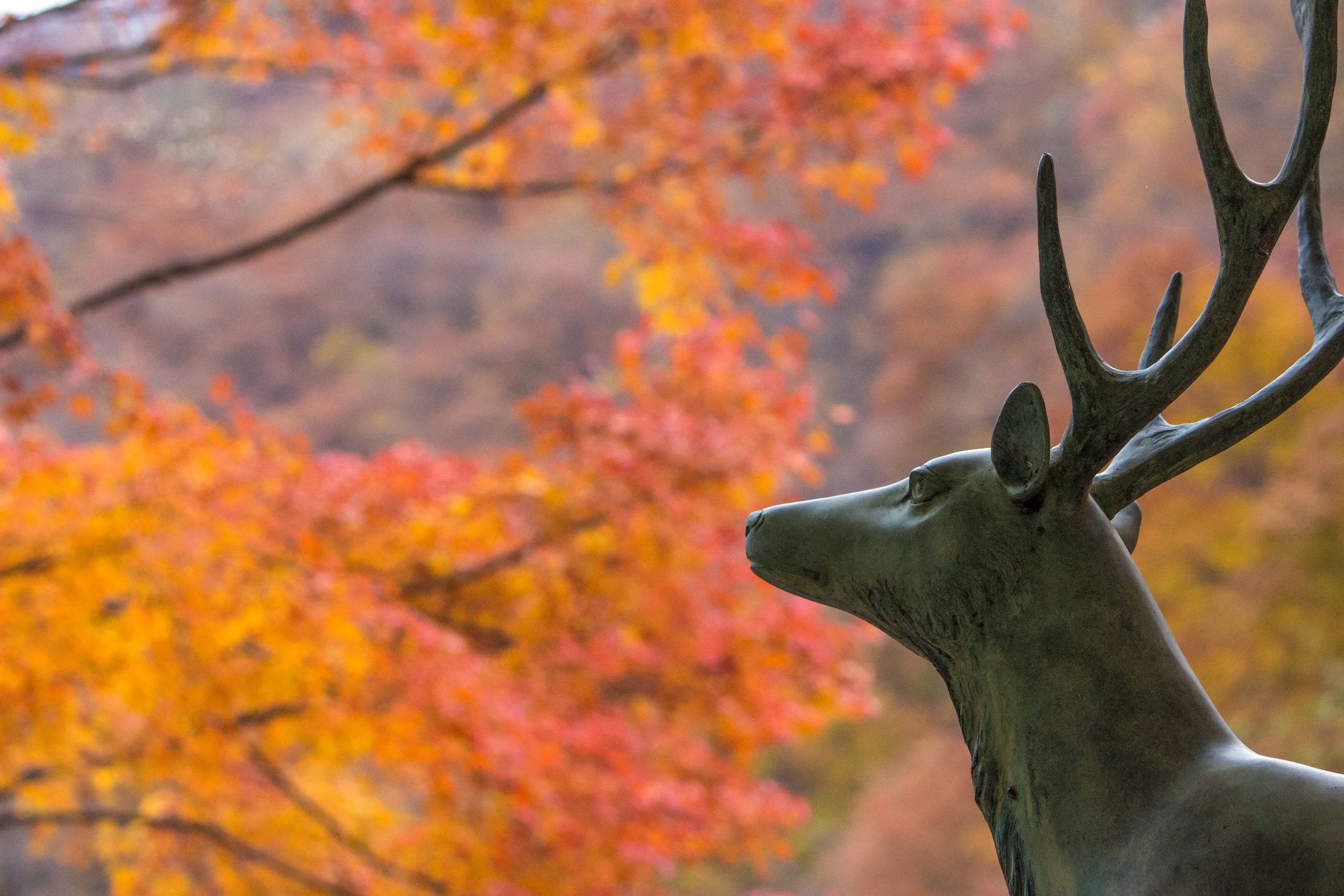 Deer Symbolism: 8 Symbolic Meanings of the Deer
