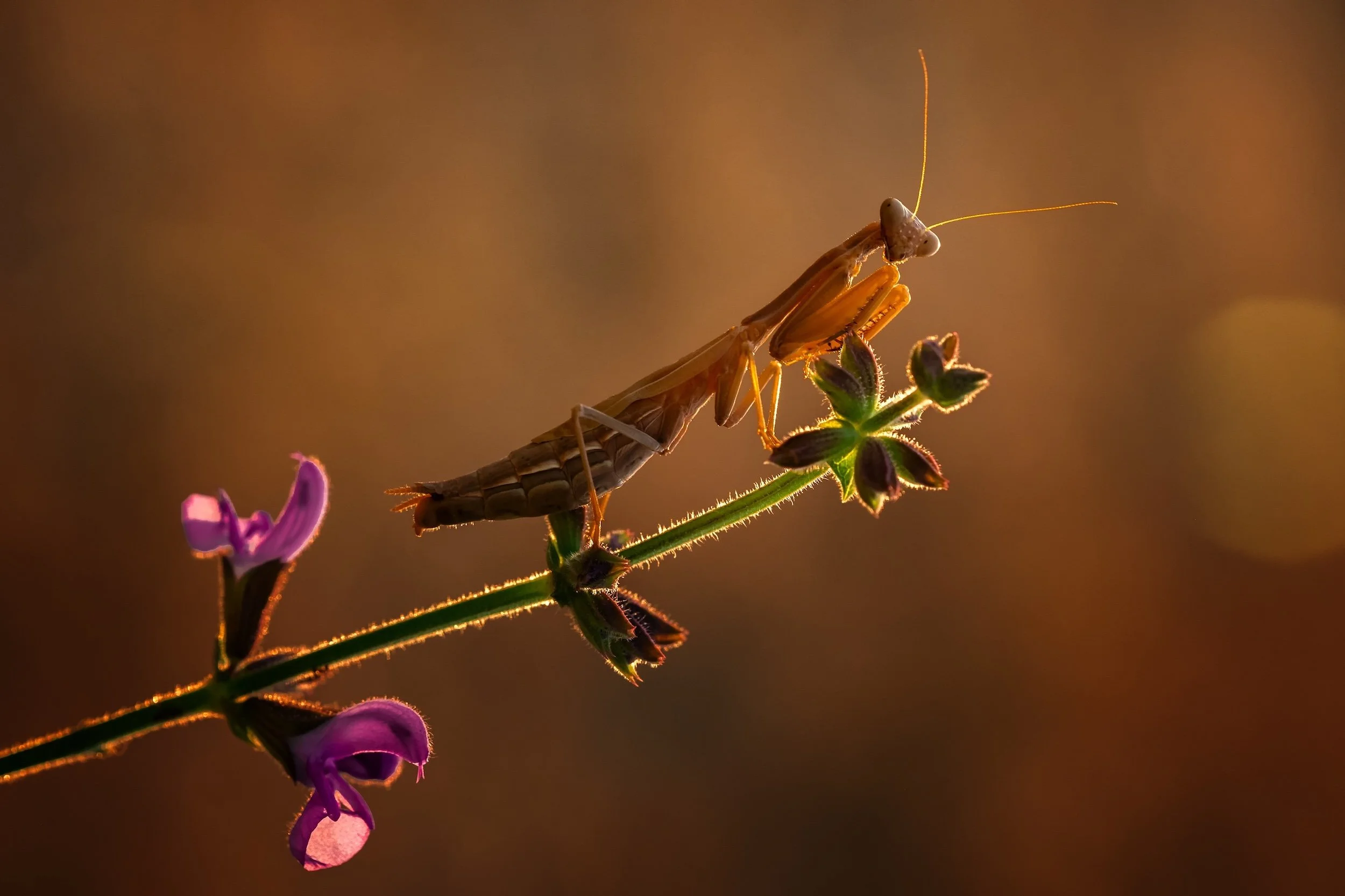 Praying Mantis Spiritual Meaning: 5 Life Lessons