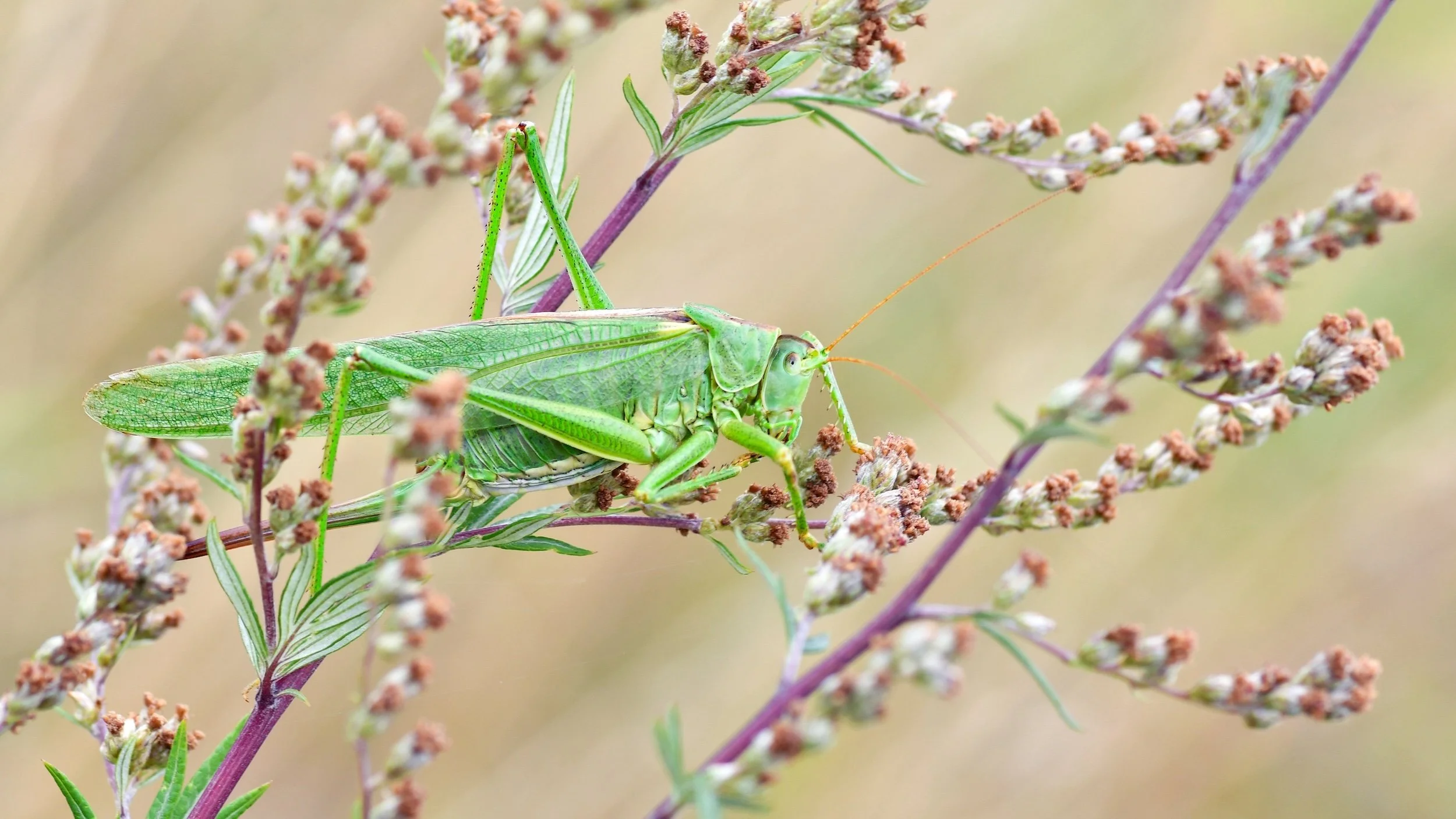 What Grasshoppers Can Teach You About Life
