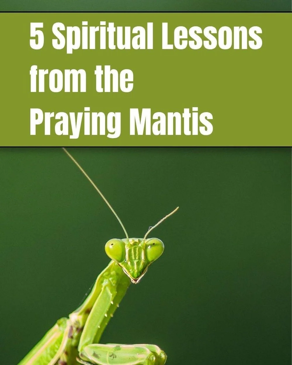 🌿✨ What if a Praying Mantis isn't just passing through your garden?

The next time you encounter one, pause for a moment.

The Praying Mantis carries some fascinating spiritual symbolism&mdash;and its behavior offers beautiful lessons about patience