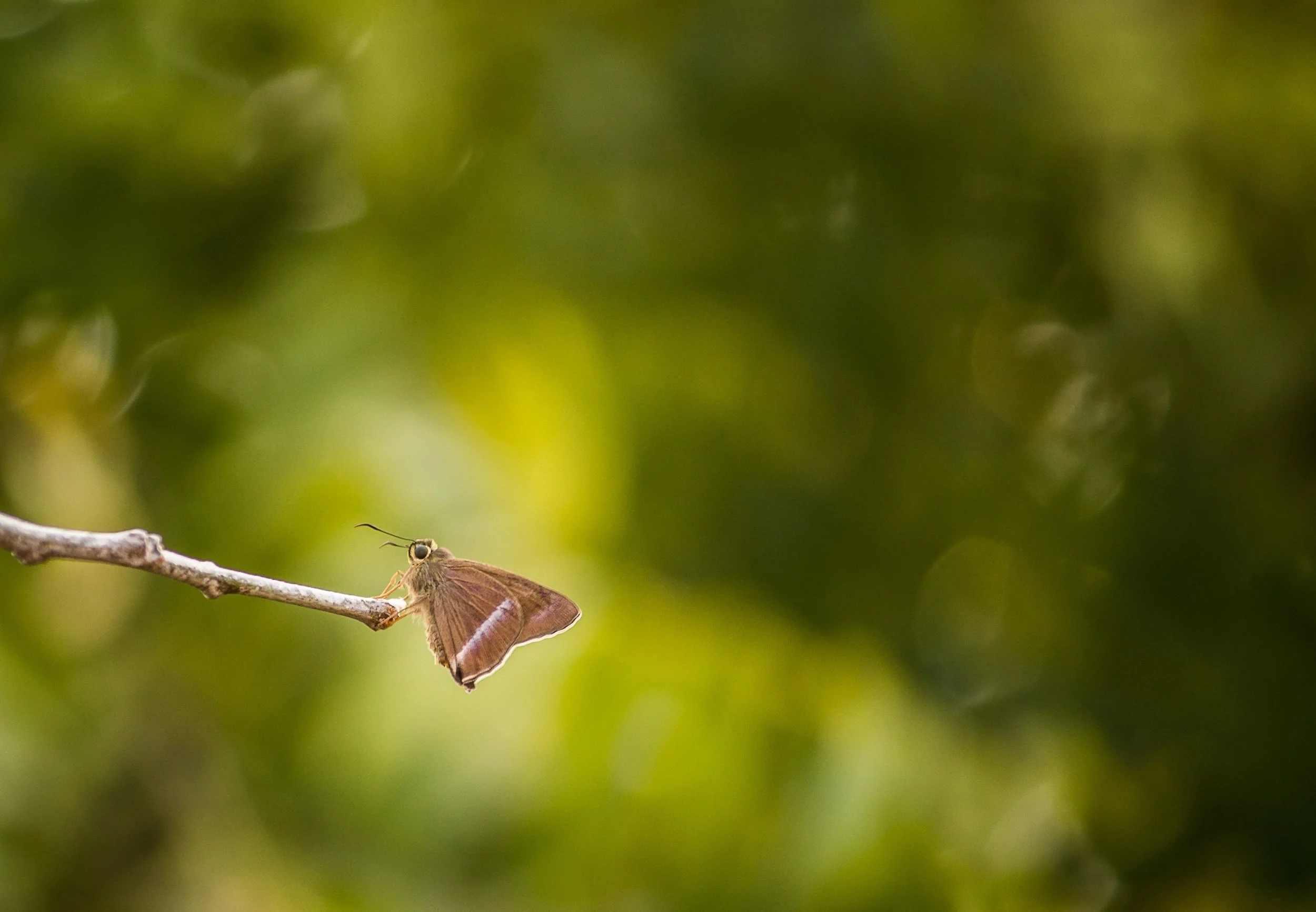 The Surprising Spiritual Meaning of Moths