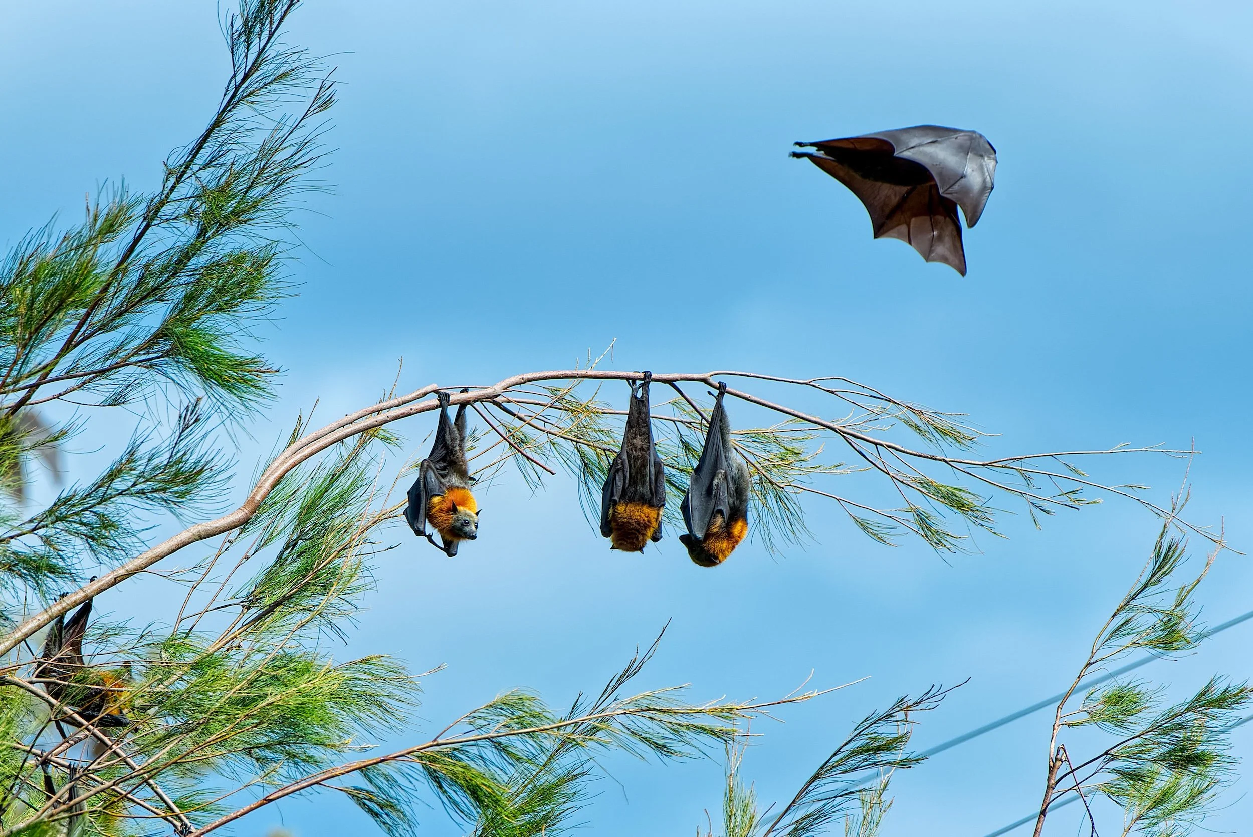 What Does It Mean When You See a Bat? 5 Spiritual Messages