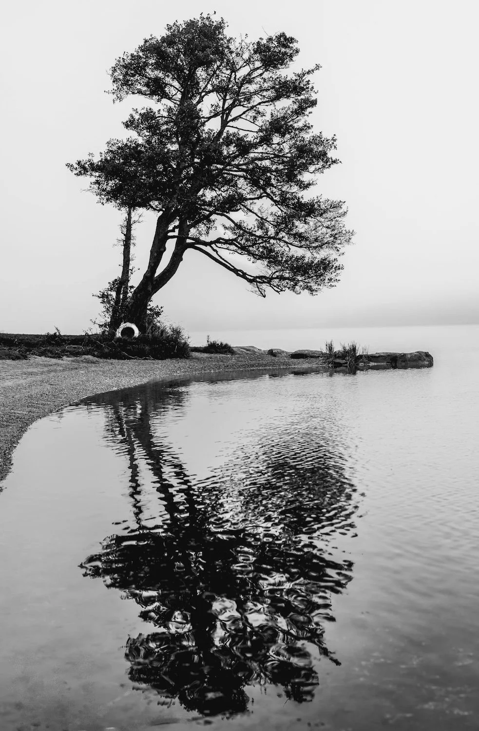 Photo of black and white tree reflection by Jerry Geraldi on Pexels