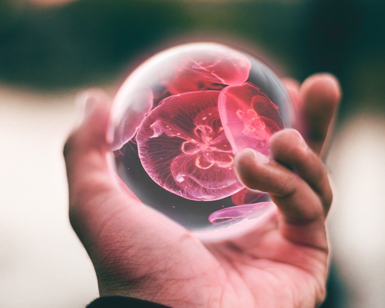 Photo of a glowing clear sphere with floral jelly fish pattern in center in human hand Javon Swaby from Pexels