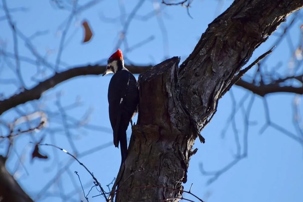 Photo of Pileated Woodpecker in shagbark tree with blue sky and branches in background by ALM Staff