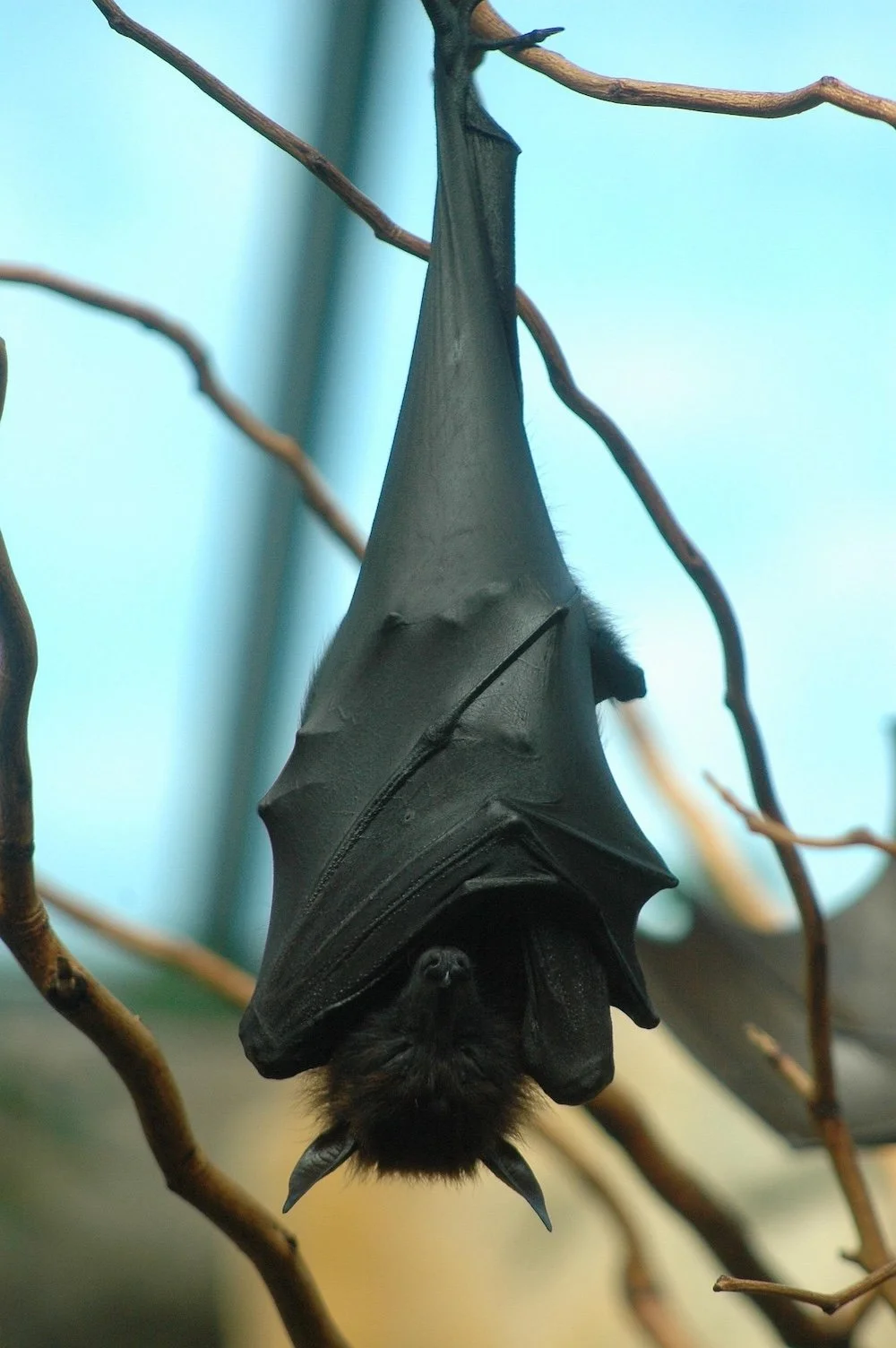 Bat hanging by Andre Zan from Pixabay