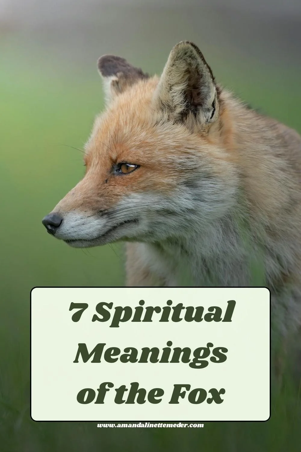 Fox looking aside by Gabriele Brancati on Pexels - 7 Spiritual Meanings of the Fox