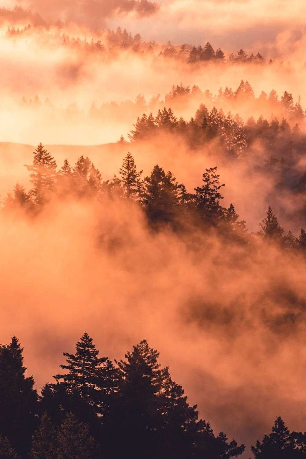 Vertical photo of evergreen trees in orange mist by Ian Beckley from Pexels