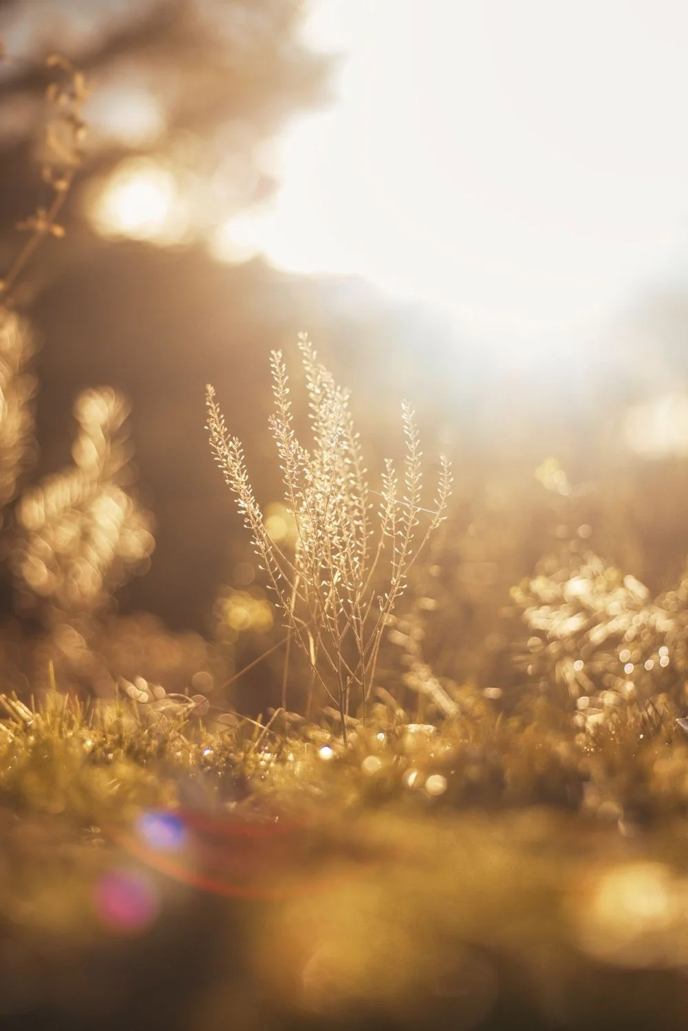 golden grasses