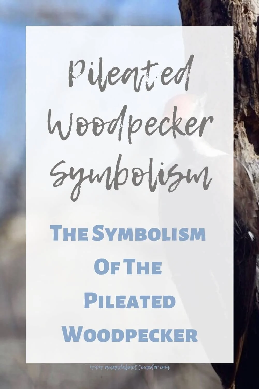 The Symbolism Of The Pileated Woodpecker text overlay photo of pileated woodpecker from side perspective on tree sna