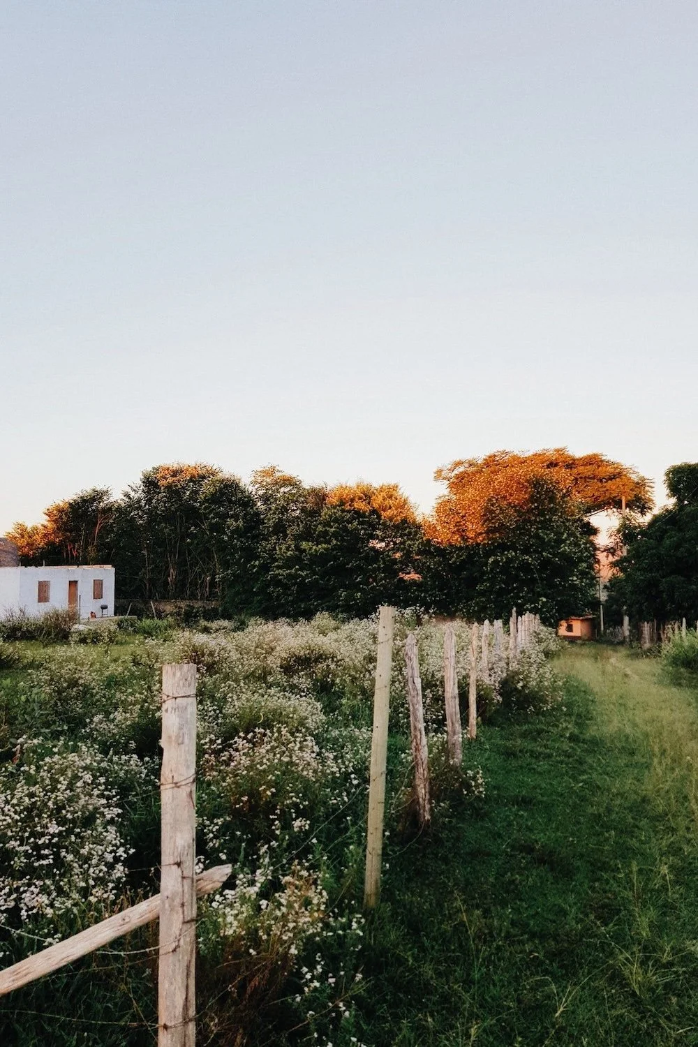 Photo of fence line with white flowers behind it by Andre Moura from Pexels