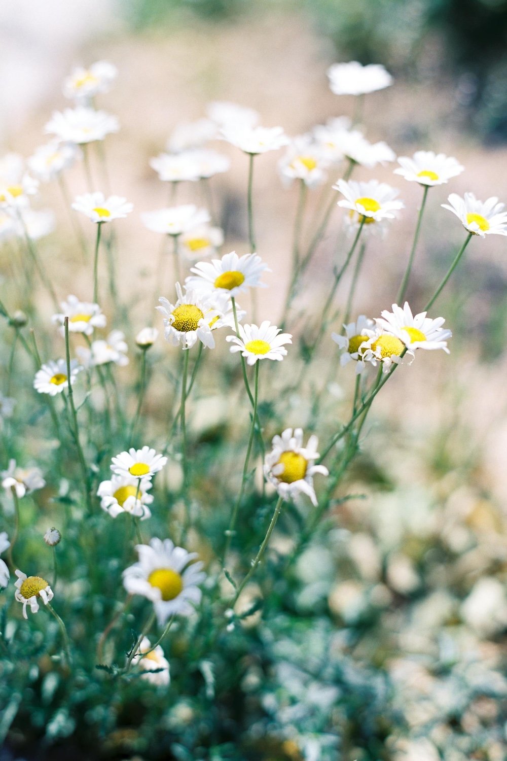 White and yellow daisies by Lindsey Garrett on Pexels