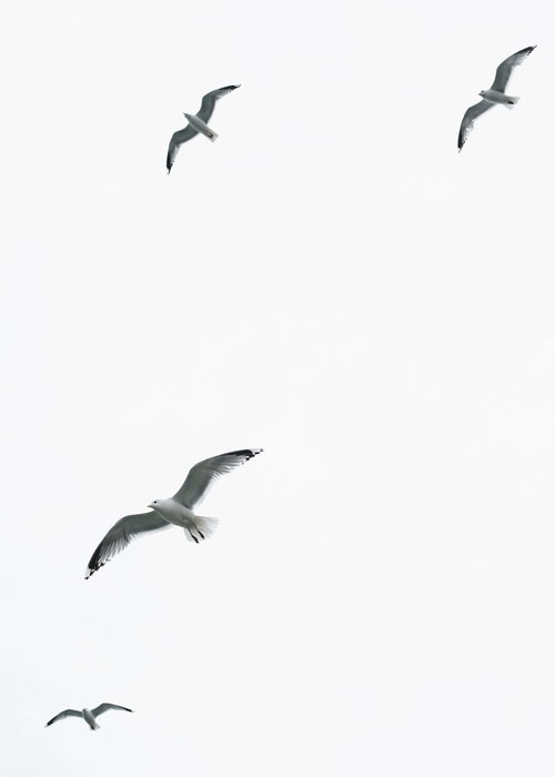 Seagull Symbolism: 10 Spiritual Messages Of The Seagull — Amanda ...