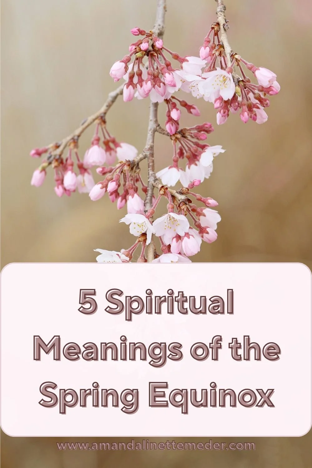 Pink spring flowers on brown background by manseok Kim from Pixabay