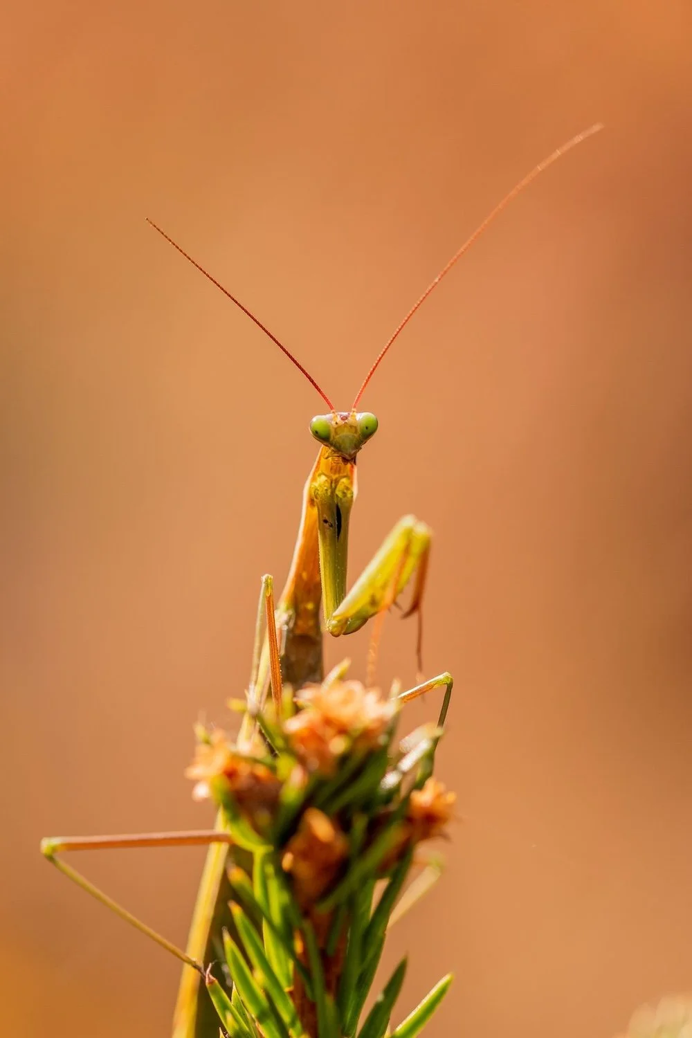 Praying Manitis by Diana ✨on Pexels on grass