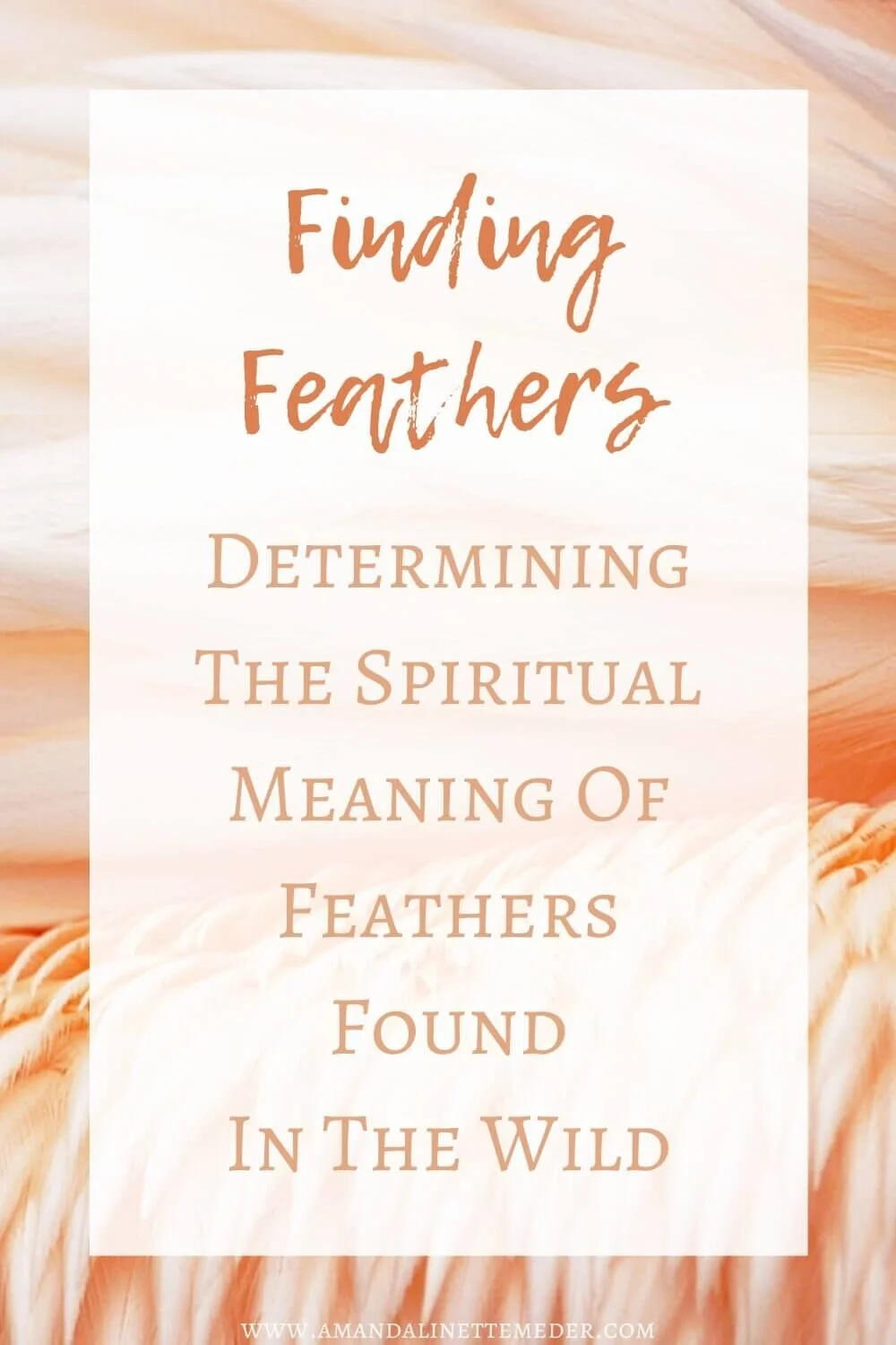 Spiritual Meaning Of Feathers Found In The Wild — Amanda Meder