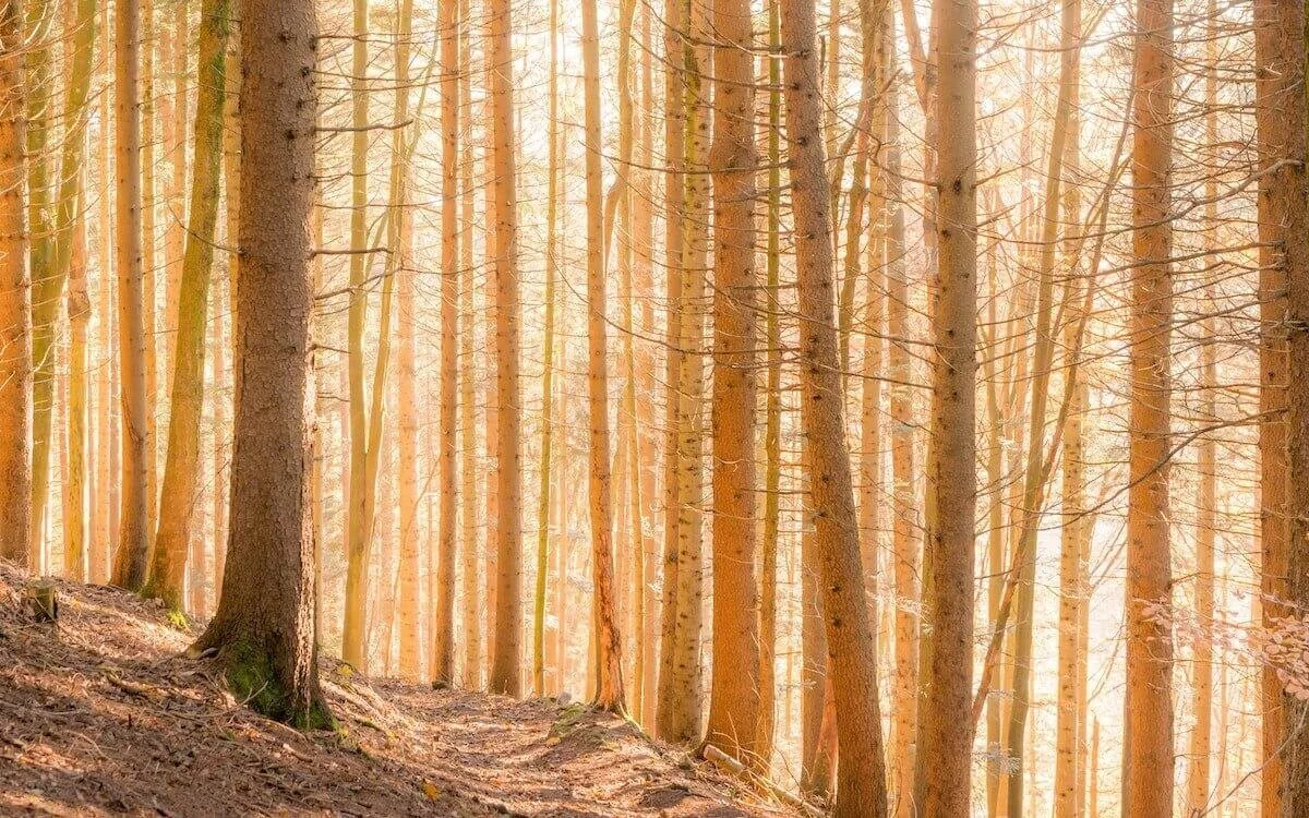 Photo of stand of bare leafed forest trees in golden light on a hillside trail by Christian Regg on Unsplash