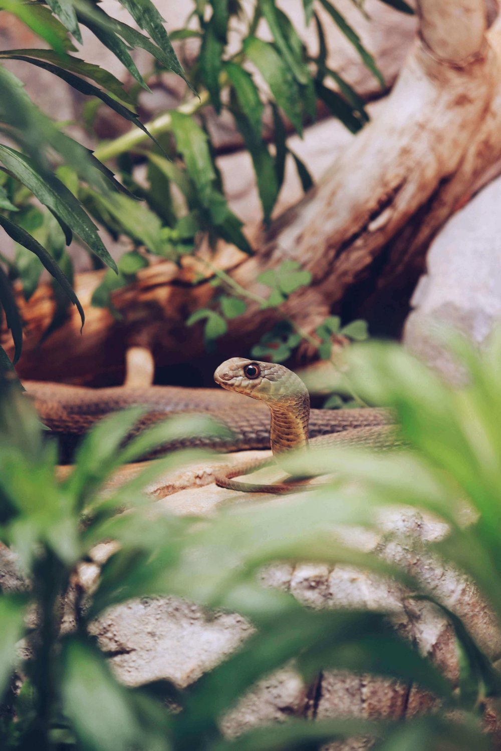 Snake Dream Symbolism: 6 Reasons You're Dreaming of Snakes