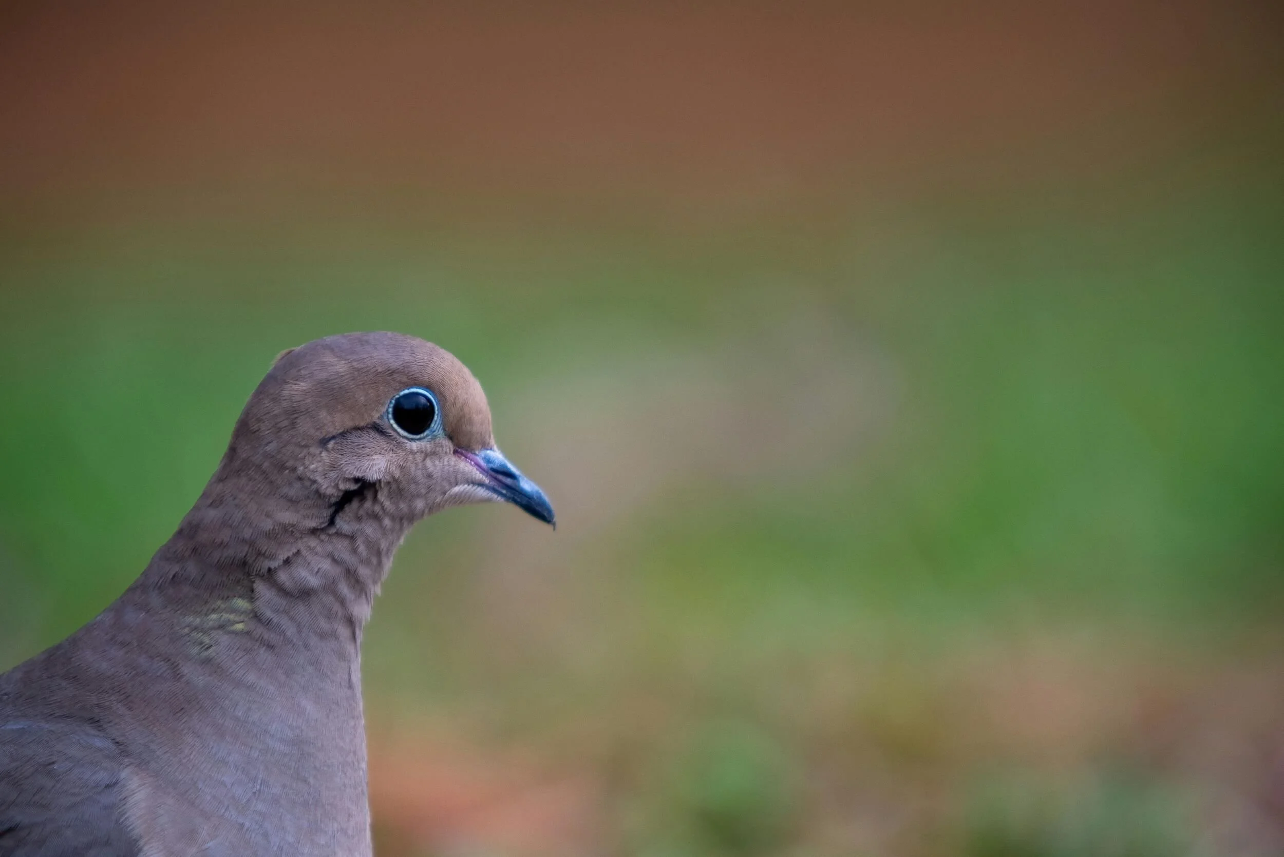 9 Spiritual Meanings of Mourning Doves