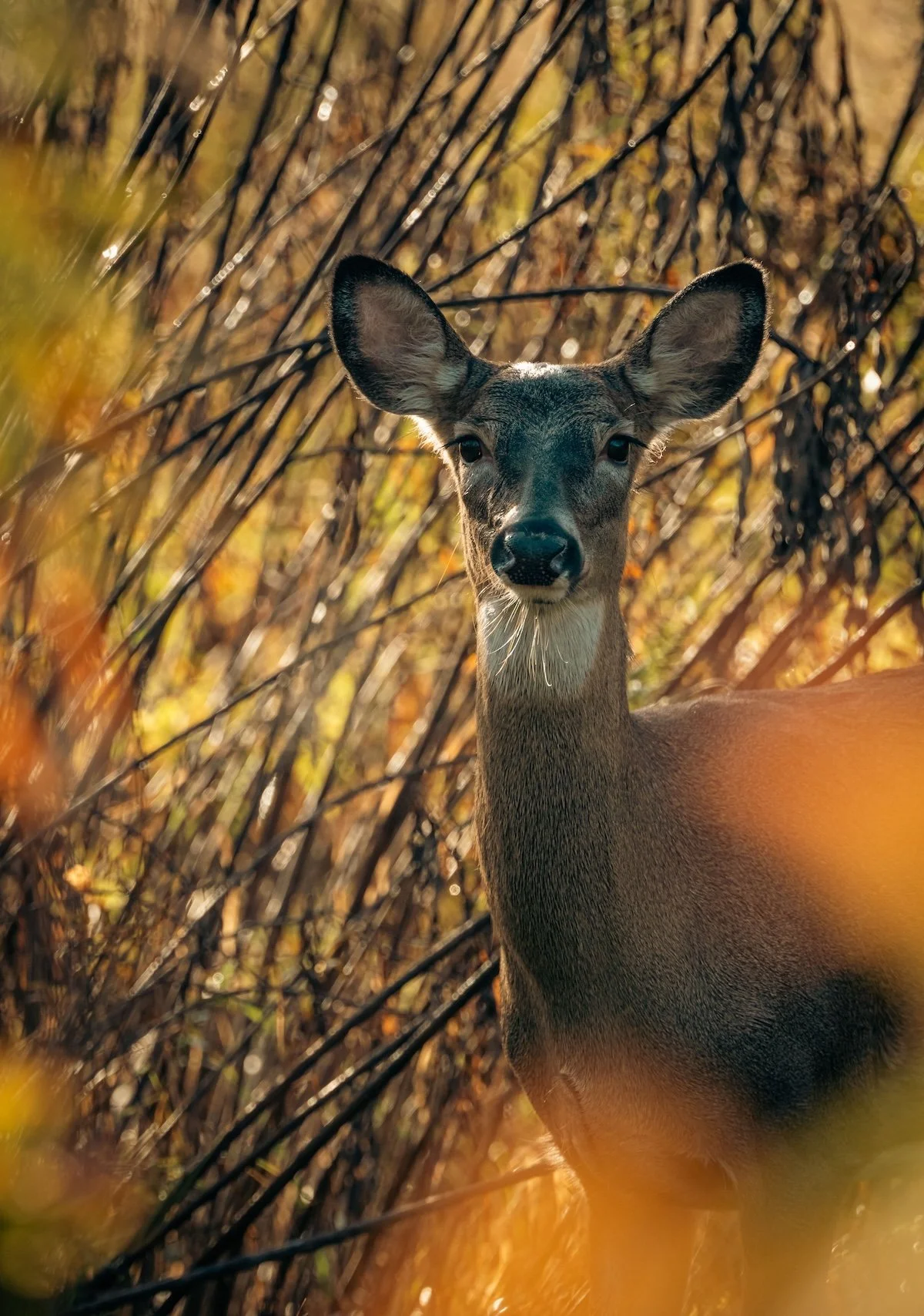 Deer in dry brush by Chris F on Pexels