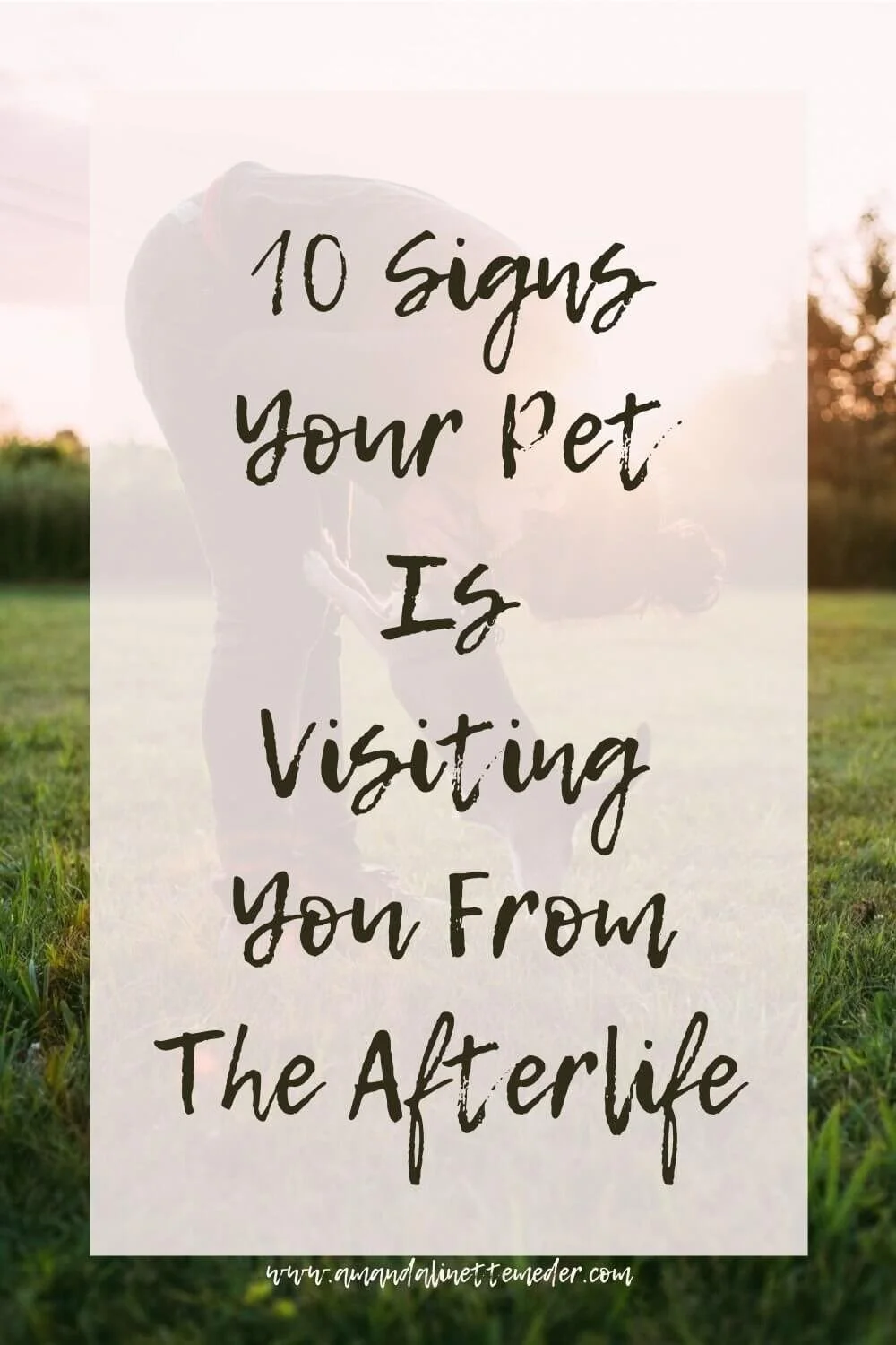10 Signs Your Pet Is Visiting You From The Afterlife — Amanda Meder