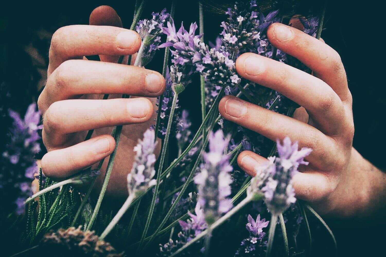 Photo by Vero Photoart on Unsplash, person holding a bundle of purple herbal flowers