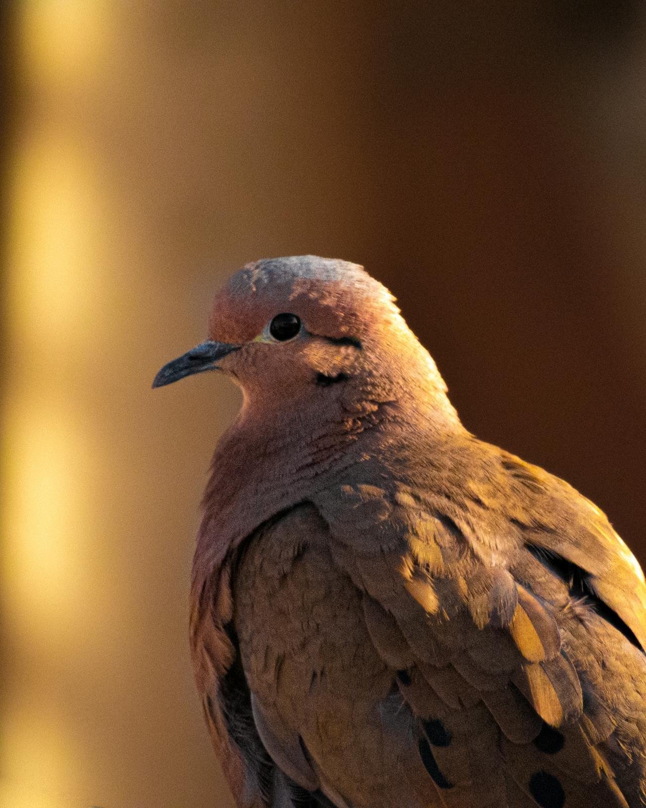 Mourning dove in sepia light by Jhonatan Hostos on Pexels