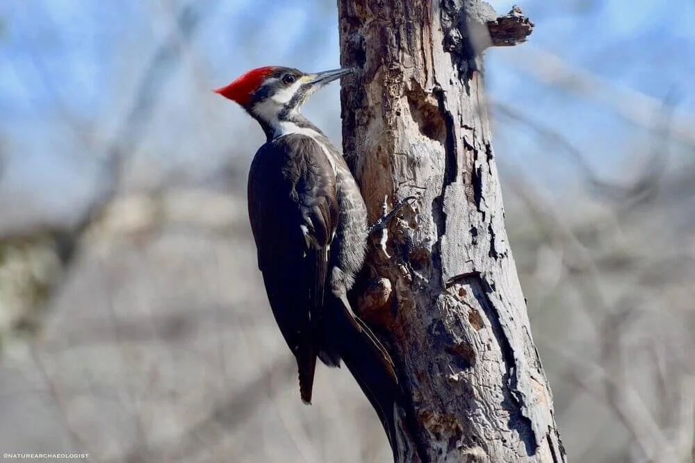 Photo of a Female Pileated Woodpecker in tree with grey and blue in the background